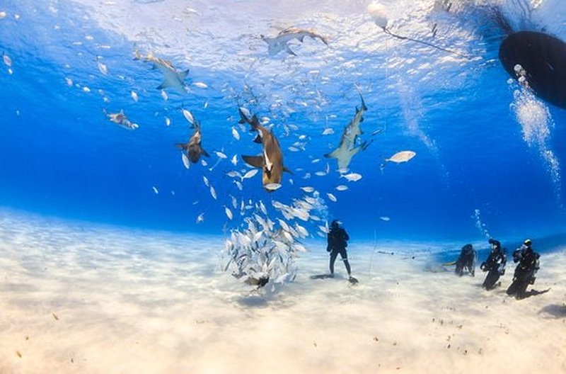Faire face aux requins
