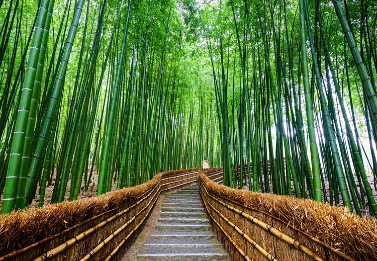 La forêt de bambou d’Arashiyama
