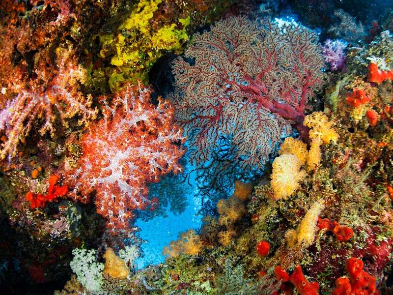 Les meilleurs spots de plongée de Phuket