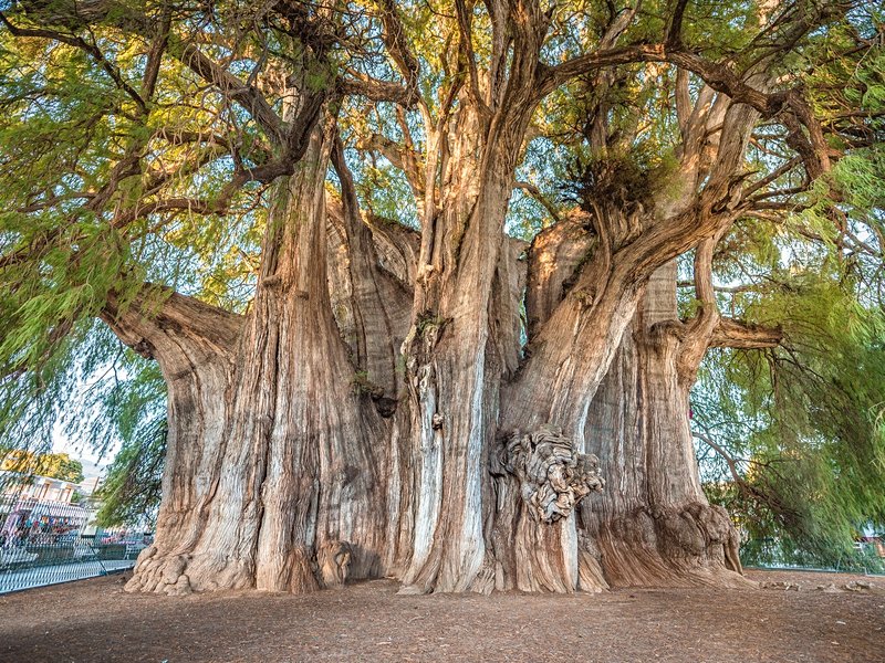 Contempler l'Arbre de Tule