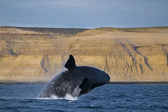 Voir des baleines