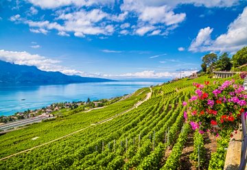Vignoble de Lavaux