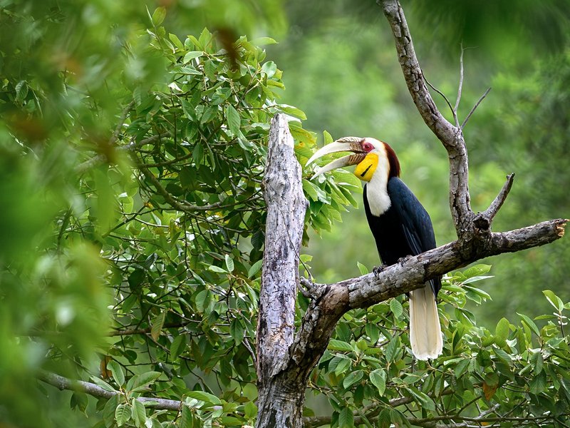 Le parc national de Bokor