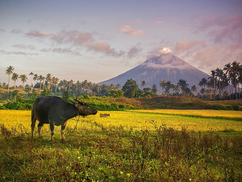 Carabao
