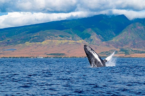 Maui