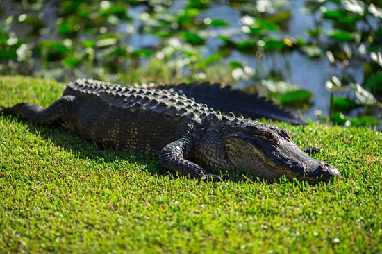 Everglades et Big Cypress