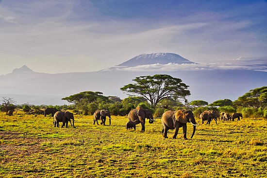 Observer les éléphants devant le Kilimandjaro