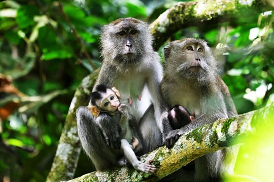 Le parc national de Taman Negara