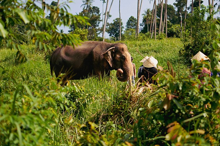 Observer les éléphants sans leur nuire
