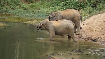Camp des éléphants de Sayabouri