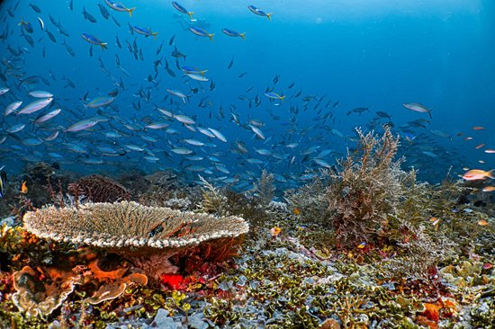 Raja Ampat, Papouasie Occidentale