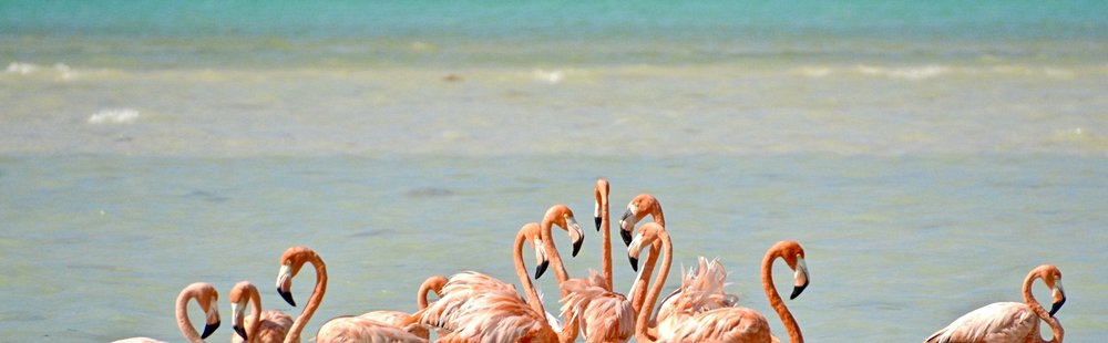 Observer les flamants roses à Punta Cocos