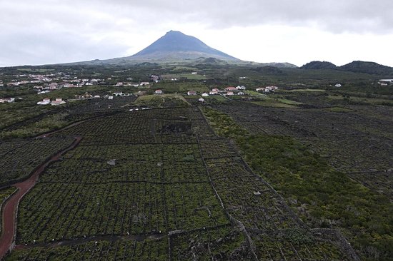 Vinhas das criaçao Velha