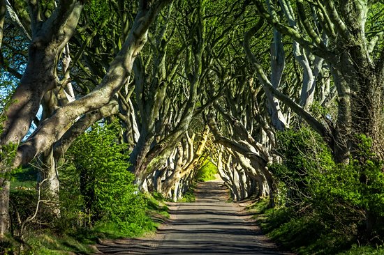 Dark Hedges
