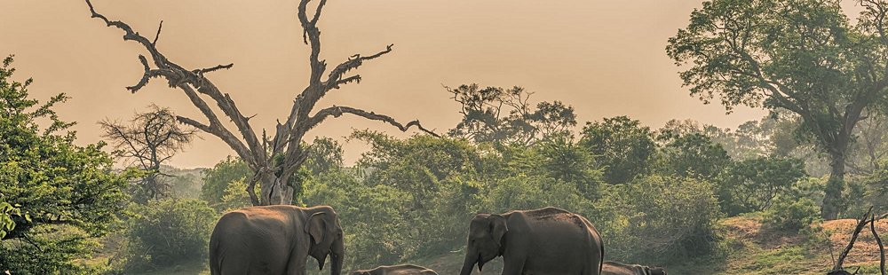 Parc National de Yala