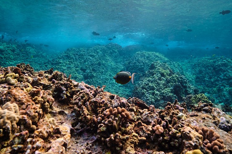 Le Molokini Crater - Maui 2