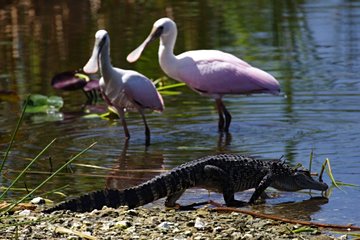 Réserve nationale de Big Cypress
