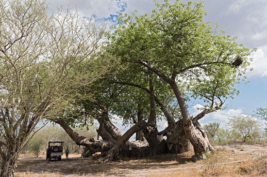 Tsumkwe