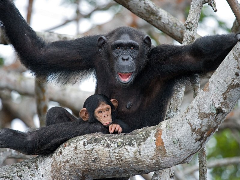 Le parc national de Conkouati Douli
