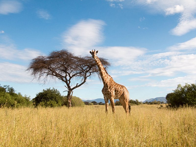 Parc national de Ruaha