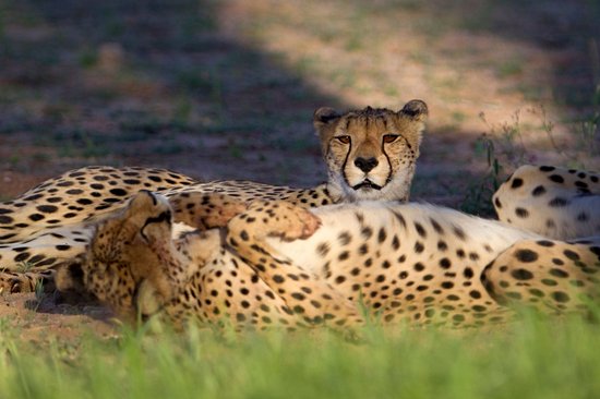 Parc transfrontalier de Kgalagadi