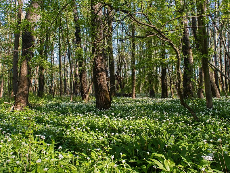 Le parc national Danube-Auen