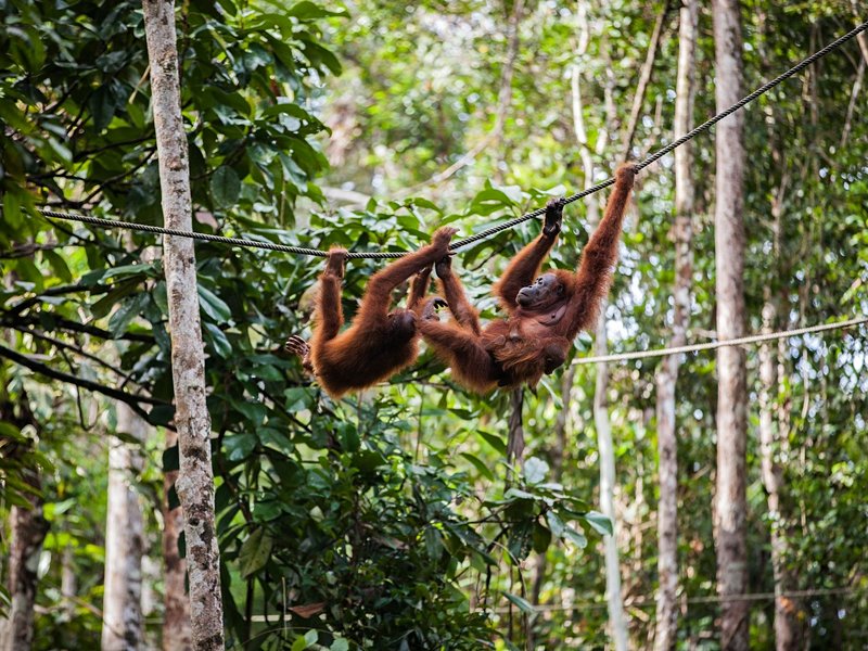 Parc national de Gunung Leuser