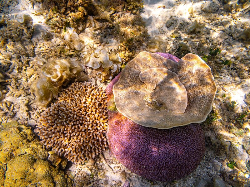 La plage de sable rose, Komodo