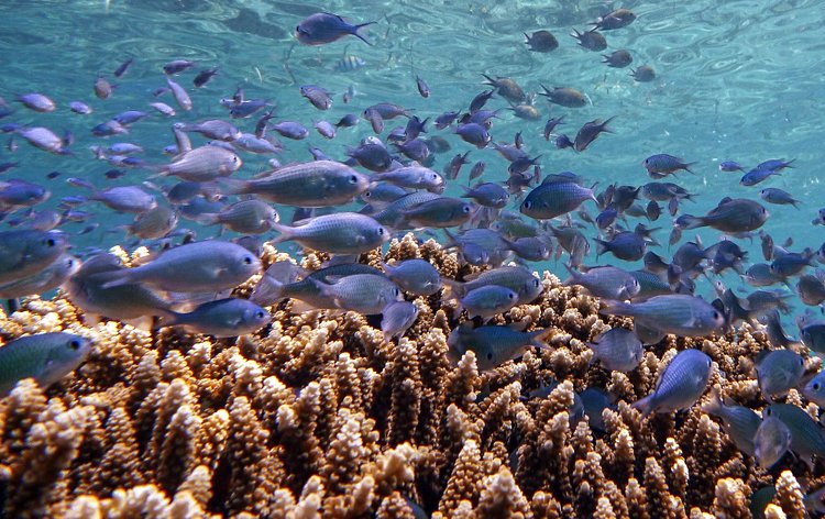 Menjangan Island 3