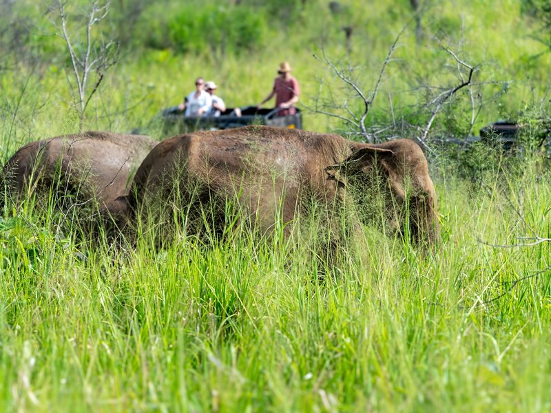 Parc national de Minneriya