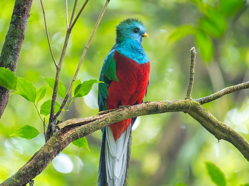 Le Monteverde