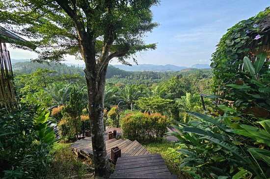 Partir en randonnée dans la forêt du parc