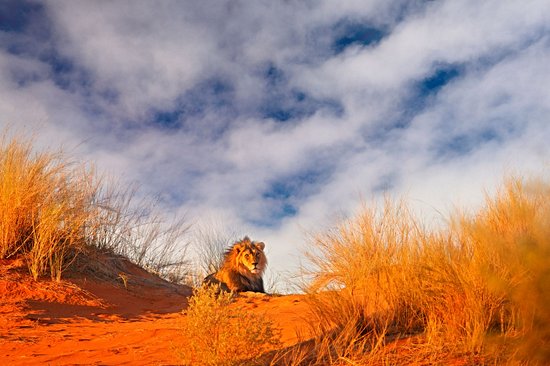 Parc transfrontalier de Kgalagadi