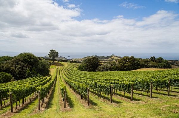 Déguster du vin néo-zélandais à Waiheke            