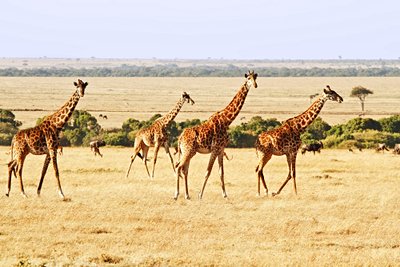 Masai Mara