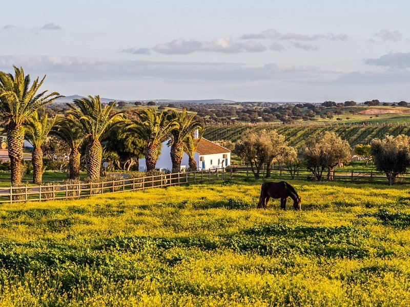 Route des vins de l'Alentejo