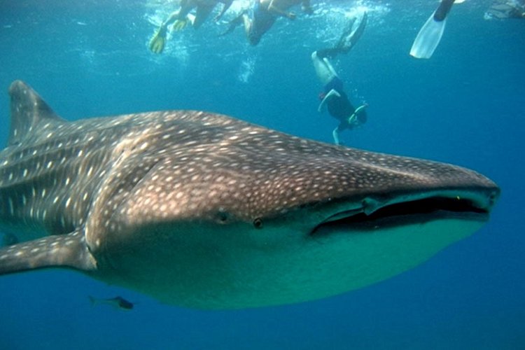 Nager avec les requins-baleines sur l’île de Mafia 
