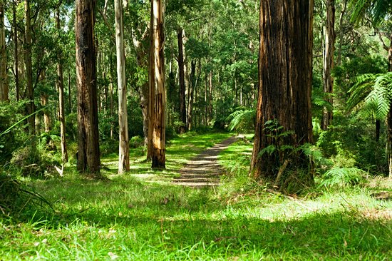 Parc national de la chaîne Dandenong