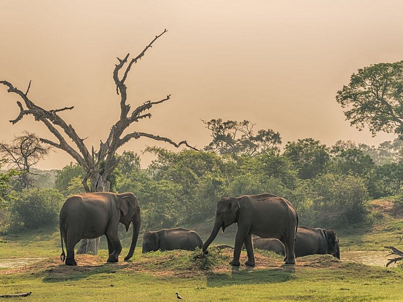 Parc National de Yala