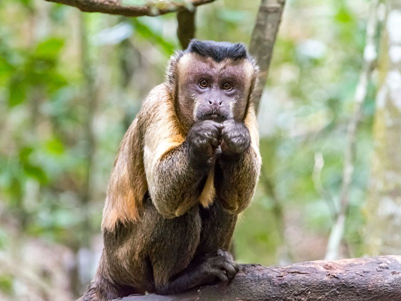 Le Parque Nacional Cahuita