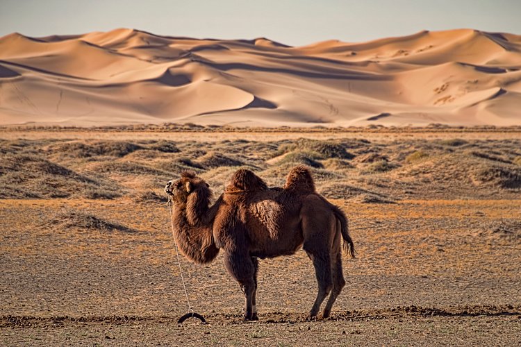 Désert de Gobi 2