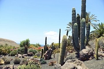 Jardin botanique de Fuerteventura