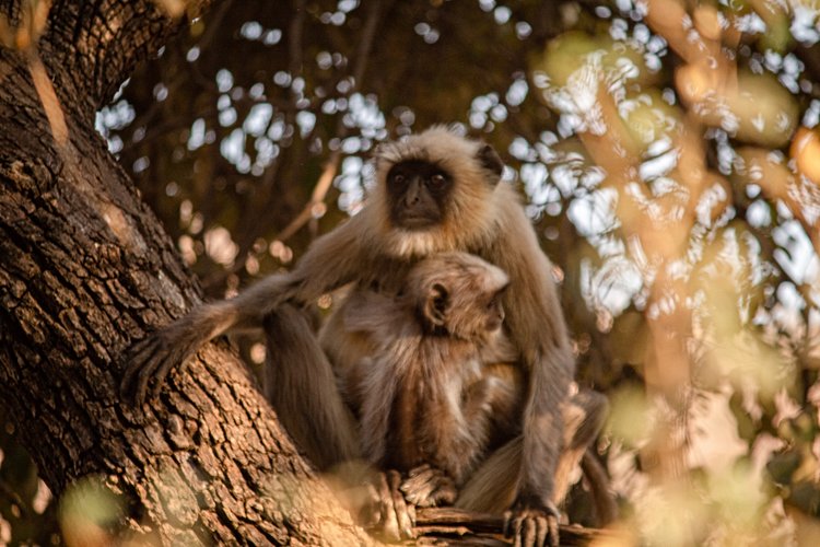 Parc national Ranthambore - Inde 2