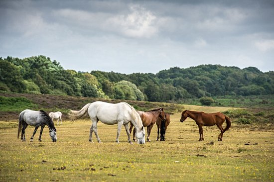 New Forest National Park