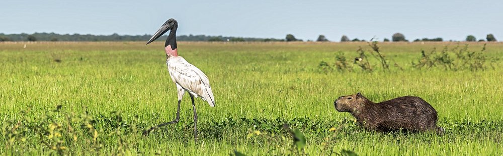 Safari dans les Llanos