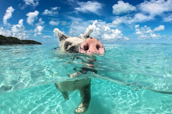 Pig Beach