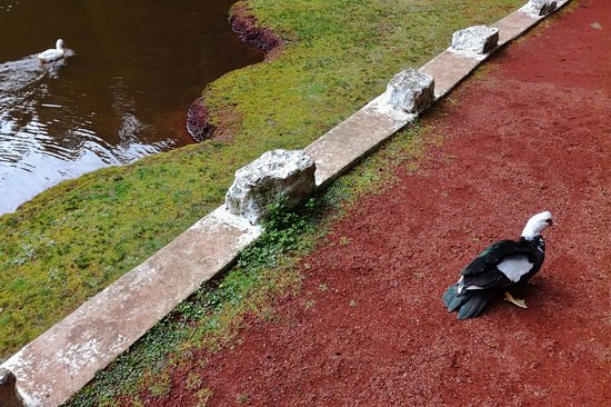 Lagoa das Patas
