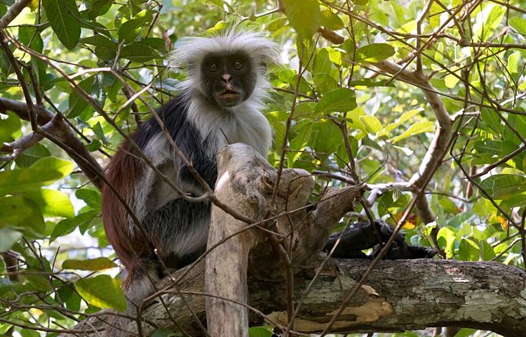 Les singes du parc national Jozani Chwaka Bay