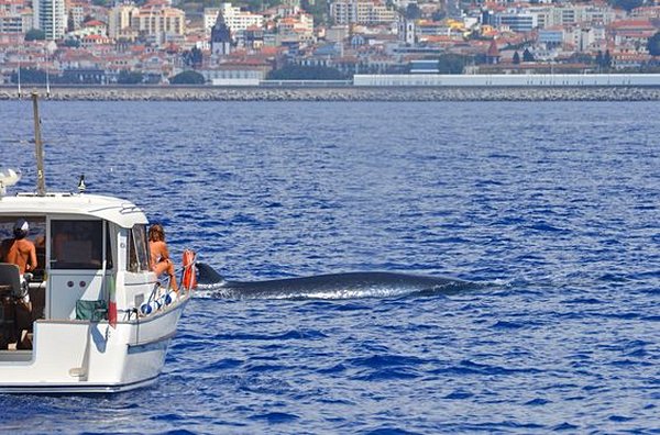 Observer les baleines et dauphins en catamaran
