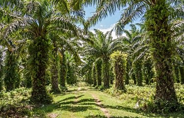 Plantation de palmiers à Toamasina